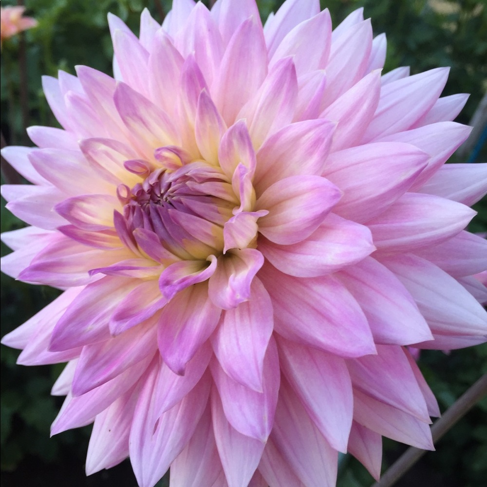 Meet your Posher, Stacey